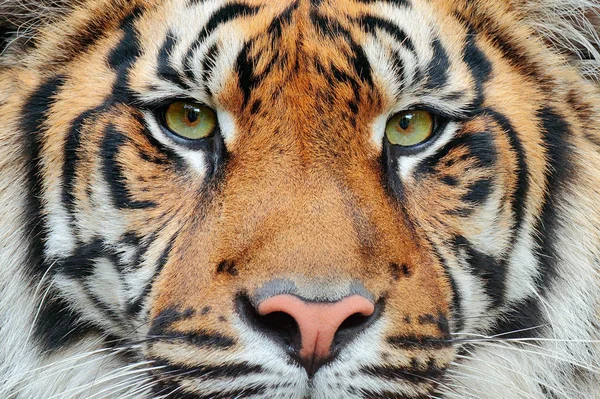 calming the animal Within , Trauma and the Nervous system